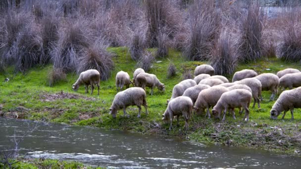 Las Ovejas Los Mamíferos Cerca Del Río — Vídeos de Stock