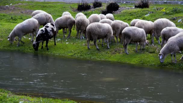 Πρόβατο Θηλαστικών Κοντά Στον Ποταμό — Αρχείο Βίντεο