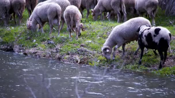 Las Ovejas Los Mamíferos Cerca Del Río — Vídeo de stock