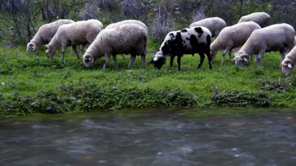 靠近河边的哺乳动物动物羊 — 图库视频影像