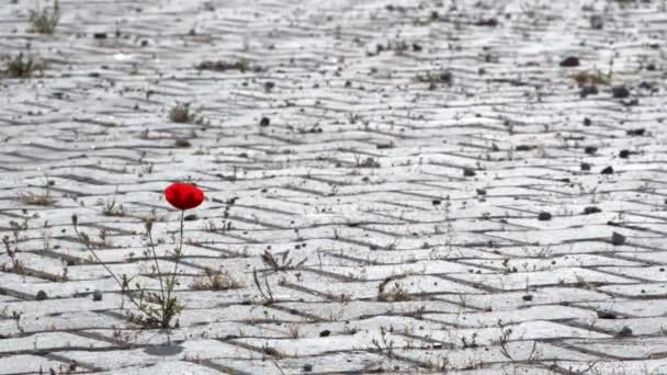 Tulipe Rouge Solitaire Sur Sol Pierre Brique — Video