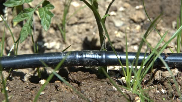 管道在土壤上的植物灌溉 — 图库视频影像
