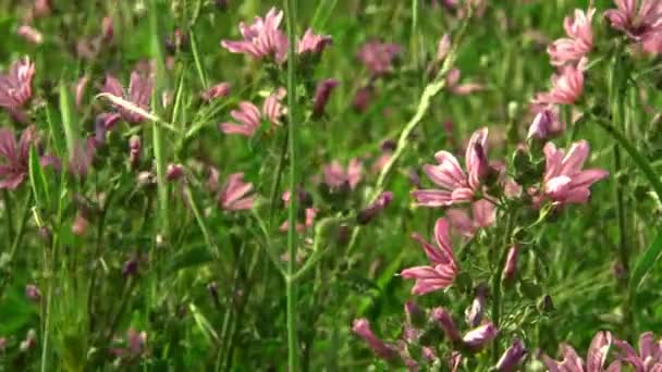 Fleurs violettes dans la nature verte 