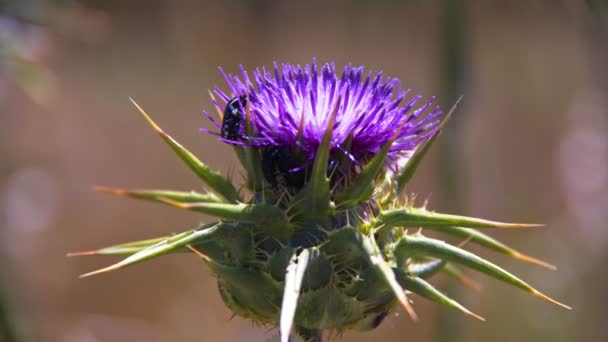 Purple Thistle Flower Nature — Stock Video