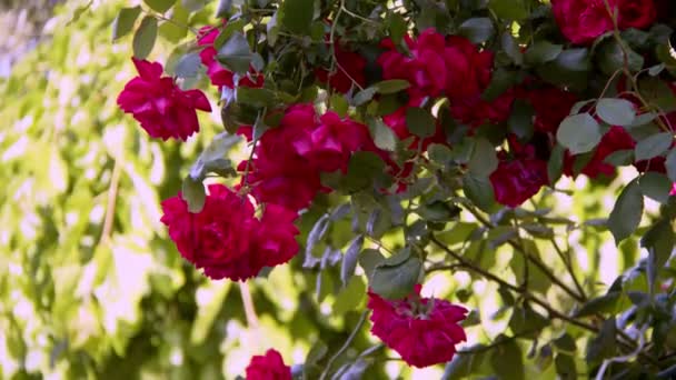 Rosas Rojas Naturaleza Viento — Vídeos de Stock