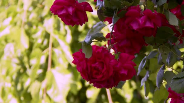Červené Růže Přírodě Větru — Stock video
