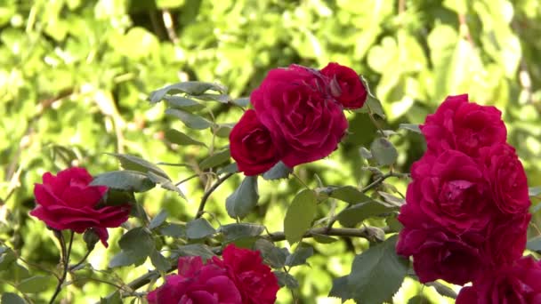 Roses Rouges Dans Nature Vent — Video