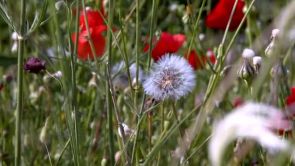 Witte Veer Bloem Natuur — Stockvideo