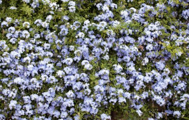 Renkli Canlı Romantik Flora Çiçekleri ve Yaprakları