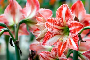 Renkli Canlı Romantik Flora Çiçekleri ve Yaprakları