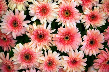 Renkli Canlı Romantik Flora Çiçekleri ve Yaprakları