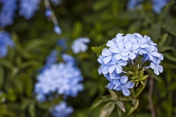 青いロマンチックな花と花の葉自然写真 — ストック写真