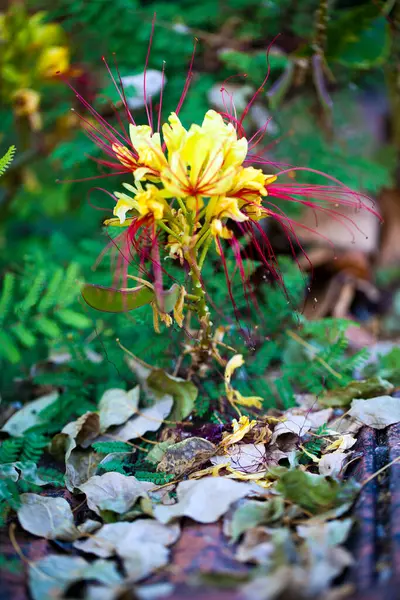 Flora Romântica Vivo Colorido Flores Folhas Foto — Fotografia de Stock