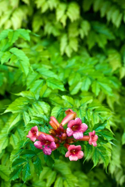 色とりどりの生花と葉写真 — ストック写真