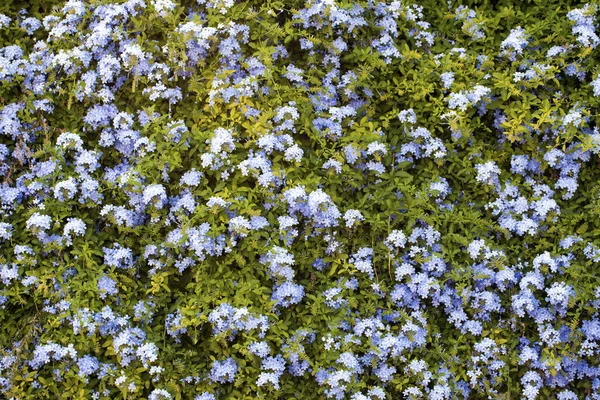 Kleurrijke Live Romantische Flora Bloemen Bladeren Foto — Stockfoto
