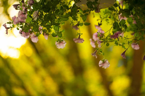 Flora Romântica Vivo Colorido Flores Folhas Foto — Fotografia de Stock