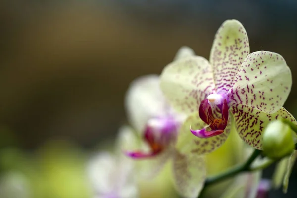 Färgglada Levande Romantiska Blommor Och Blad Foto — Stockfoto