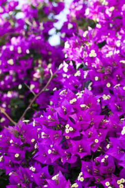 Renkli Canlı Romantik Flora Çiçekleri ve Yaprakları