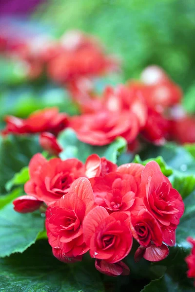 Färgglada Levande Romantiska Blommor Och Blad Foto — Stockfoto