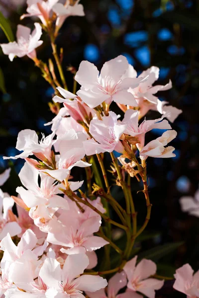 Flora Romântica Vivo Colorido Flores Folhas Foto — Fotografia de Stock