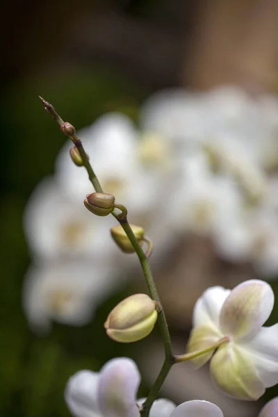 Renkli Canlı Romantik Flora Çiçekleri Yaprakları — Stok fotoğraf