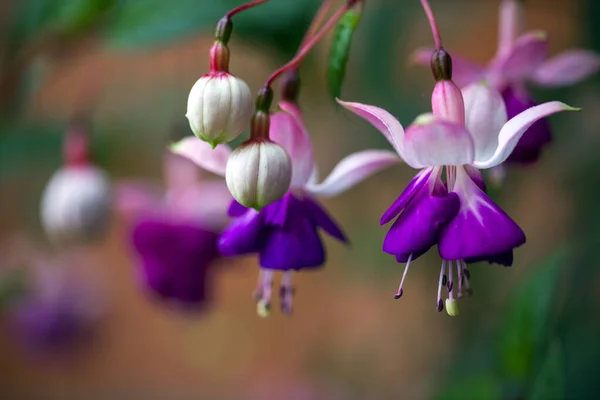 Flora Romântica Vivo Colorido Flores Folhas Foto — Fotografia de Stock