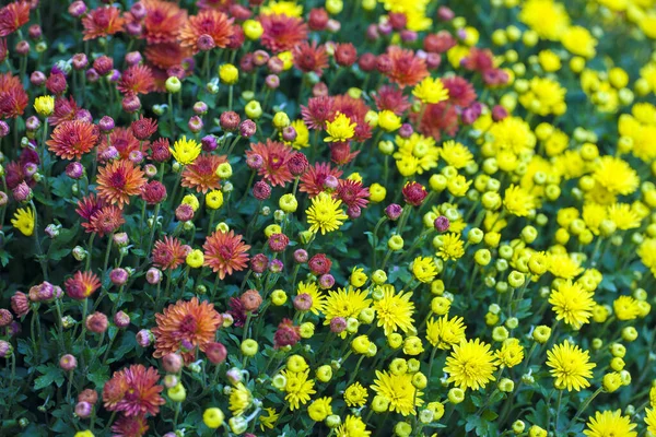 Flora Romántica Viva Colorida Flores Hojas Foto — Foto de Stock