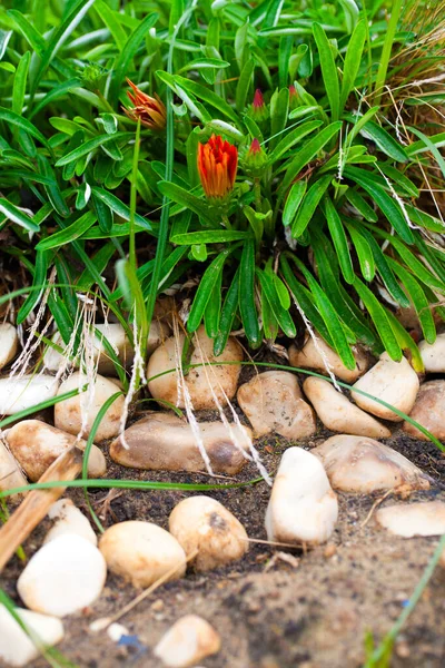 Färgglada Levande Romantiska Blommor Och Blad Foto — Stockfoto