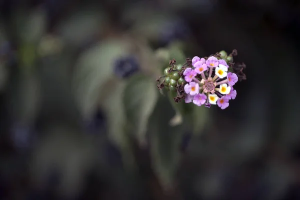 Romantisch Natuurlijke Roze Bloemen Foto — Stockfoto