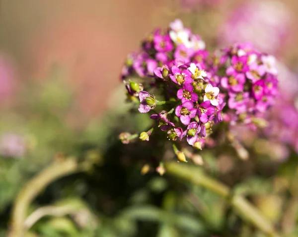 Romântico Rosa Natural Flores Foto — Fotografia de Stock