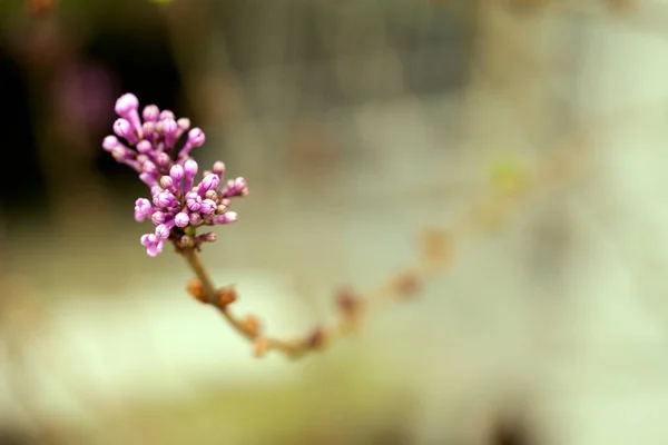 Romantik Doğal Pembe Çiçekler Fotoğrafı — Stok fotoğraf