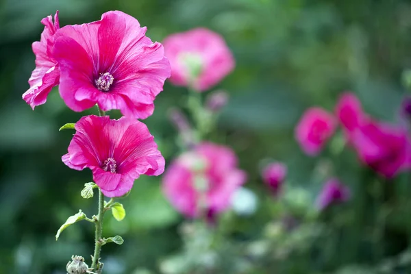 Romantisch Natuurlijke Roze Bloemen Foto — Stockfoto