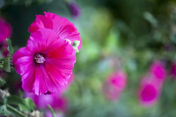 Romantic Natural Pink Flowers Photo — стокове фото