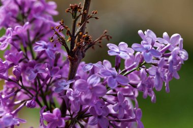 Romantik Doğal Çiçekler Mor Flora 