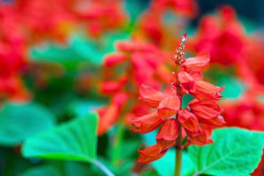 Romantik Doğal Flora Kırmızı Çiçekleri 