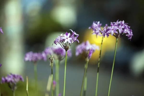 Flora Natural Romântica Flores Roxas — Fotografia de Stock