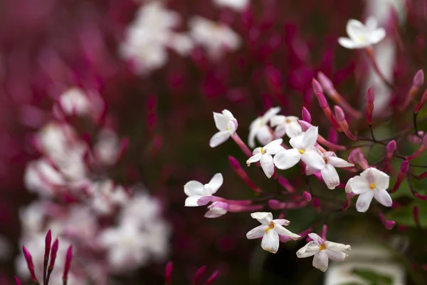 Romantiska Naturliga Flora Lila Blommor — Stockfoto