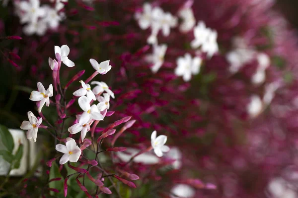 Flora Natural Romântica Flores Roxas — Fotografia de Stock