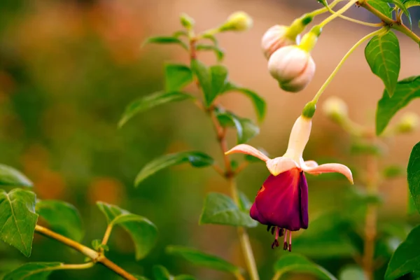 Romantiska Naturliga Flora Röda Blommor — Stockfoto