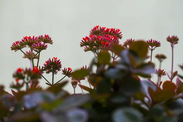 Flora Natural Romântica Flores Vermelhas — Fotografia de Stock