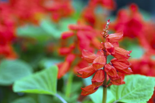 Romantiska Naturliga Flora Röda Blommor — Stockfoto