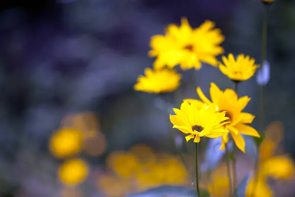Natuurlijke Romantische Gele Bloemen Natuur — Stockfoto