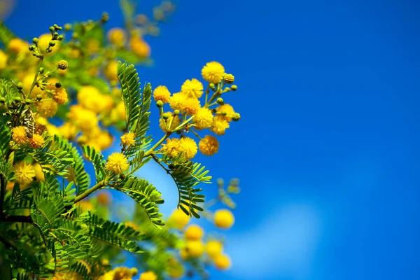 Natuurlijke Romantische Gele Bloemen Natuur — Stockfoto