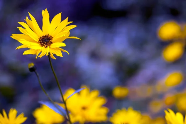 Natuurlijke Romantische Gele Bloemen Natuur — Stockfoto