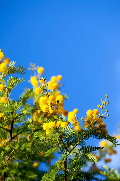 Natuurlijke Romantische Gele Bloemen Natuur — Stockfoto