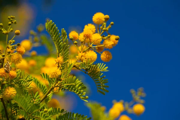 Natuurlijke Romantische Gele Bloemen Natuur — Stockfoto