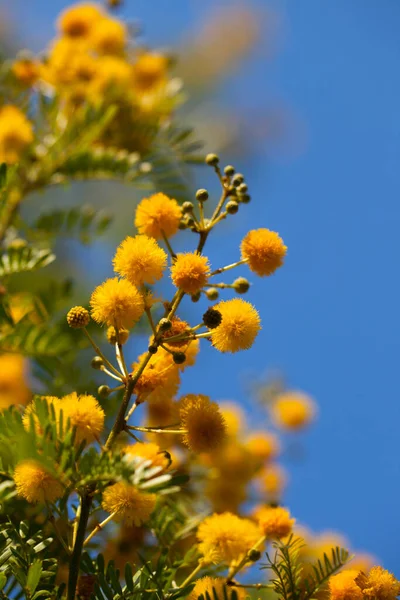 Flores Amarelas Naturais Românticas Natureza — Fotografia de Stock