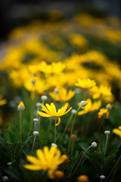 Natuurlijke Romantische Gele Bloemen Natuur — Stockfoto