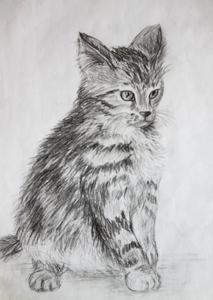 おびえた猫猫の鉛筆画を描く — ストック写真