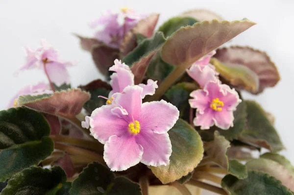 tender beautiful big wavy fluffy violet flowerpot white pink blue